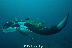 Manta Ray at cleaning station with butterfly and king ang... by Mark Harding 
